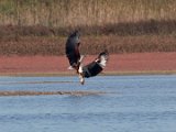 ma en kind baklei 207  Onvolwasse Visarend - immature Fish Eagle catch taken offf by adult one : frieda